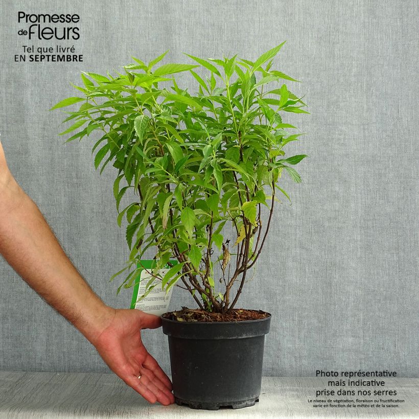 Esemplare di Elsholtzia stauntonii - Menta arbustiva Vaso da 2L/3L consegnato in estate