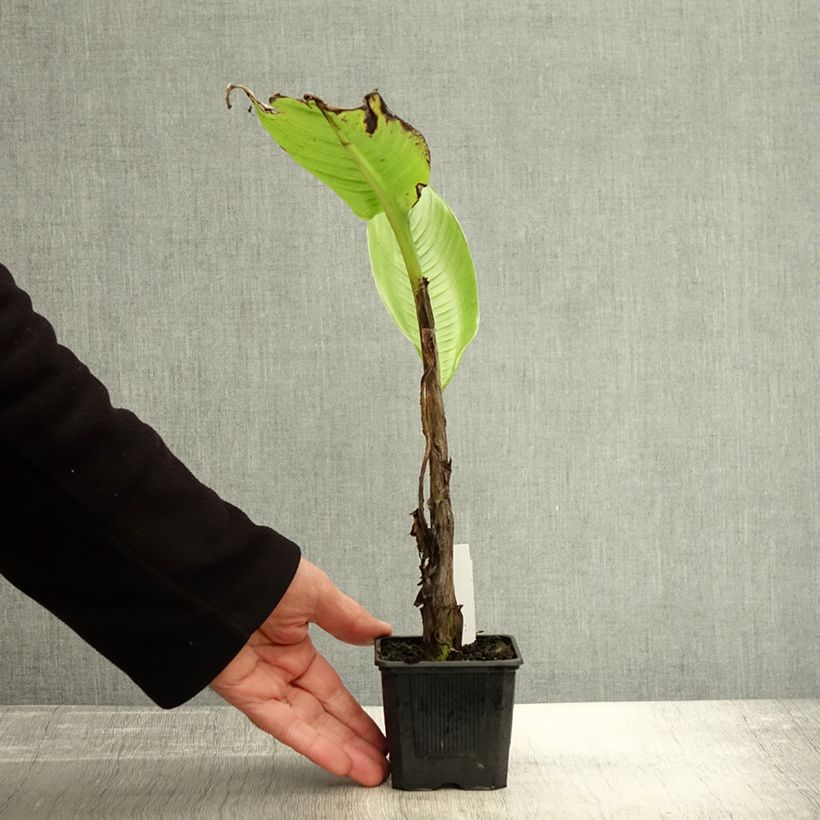 Esemplare di Ensete glaucum - Banano delle nevi Vasetto da 8/9 cm come consegnato in autunno