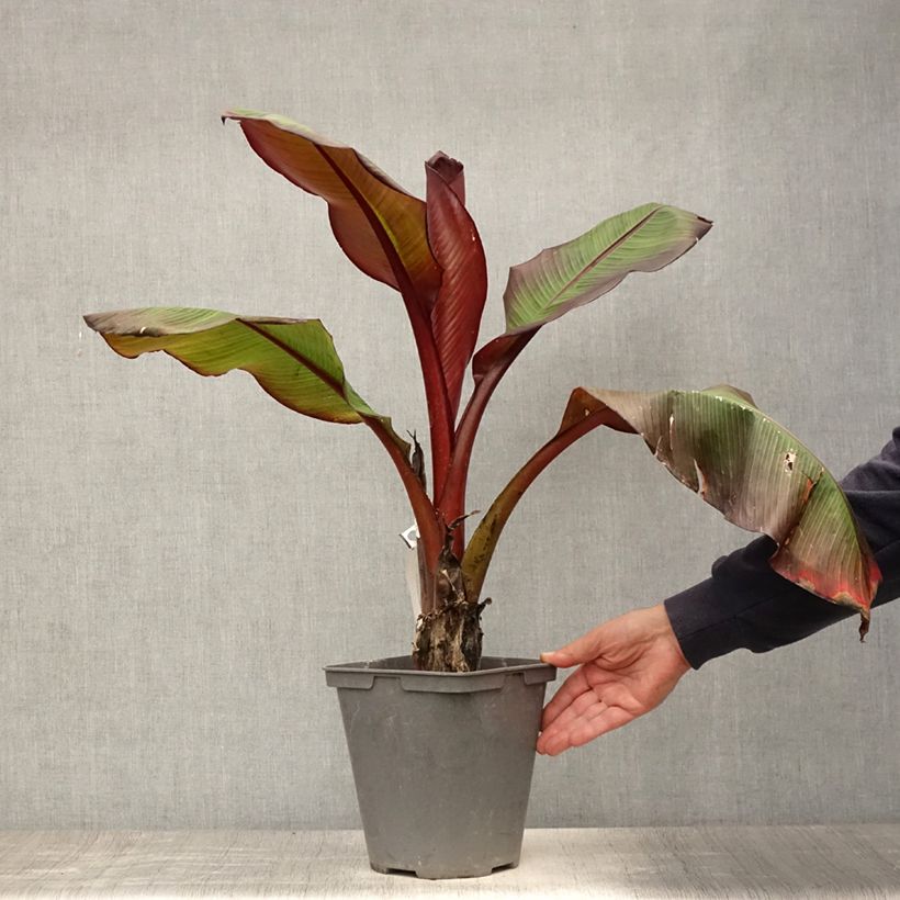 Esemplare di Ensete ventricosum Maurelii - Falso banano rosso Vaso da 4L/5L consegnato in estate