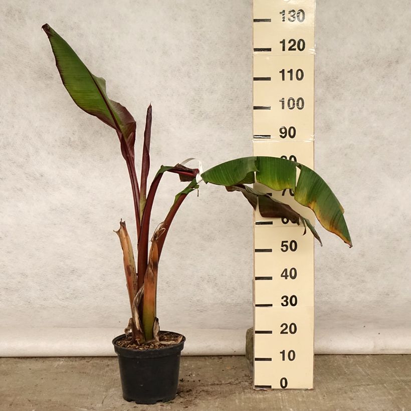 Esemplare di Ensete ventricosum Maurelii - Falso banano rosso Vaso da 7,5L/10L consegnato in estate