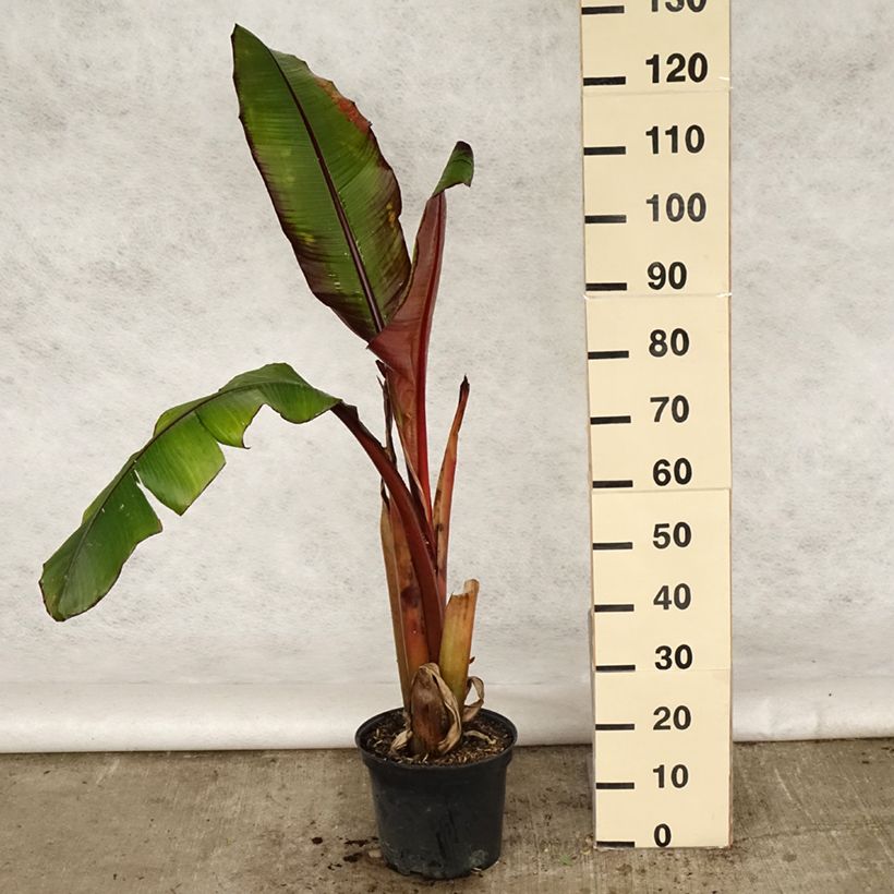 Ensete ventricosum Maurelii - Falso banano rosso Vaso da 7,5L/10LAltezza consegnata circa 60/70cm esemplare consegnato in primavera