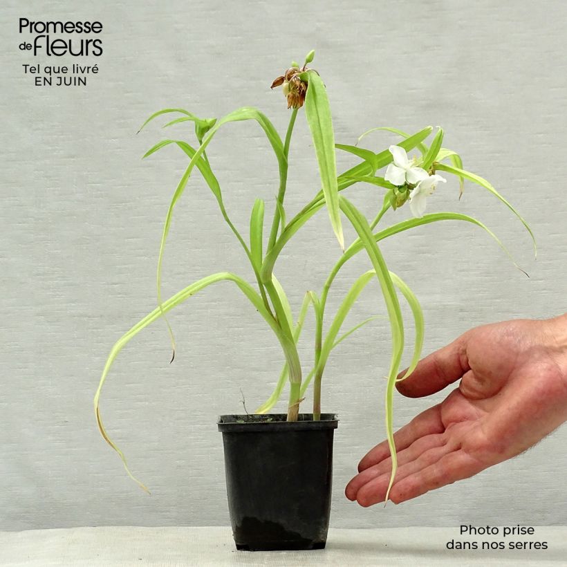 Esemplare di Tradescantia andersoniana Angelic Charm Vasetto da 8/9 cm consegnato in estate