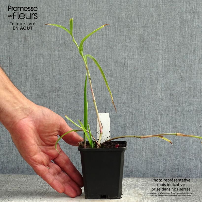 Esemplare di Tradescantia andersoniana Bilberry Ice Vasetto da 8/9 cm consegnato in estate