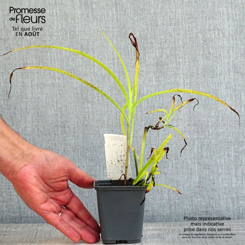 Esemplare di Tradescantia andersoniana Blue and Gold Vasetto da 8/9 cm consegnato in estate