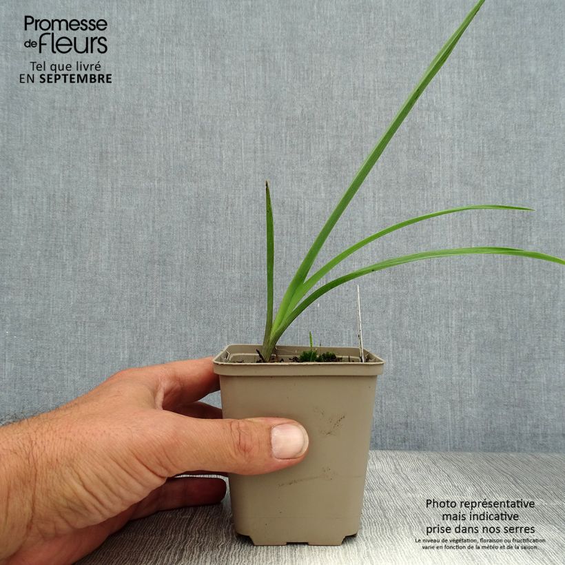 Esemplare di Tradescantia andersoniana JC Weguelin Vasetto da 8/9 cm consegnato in estate