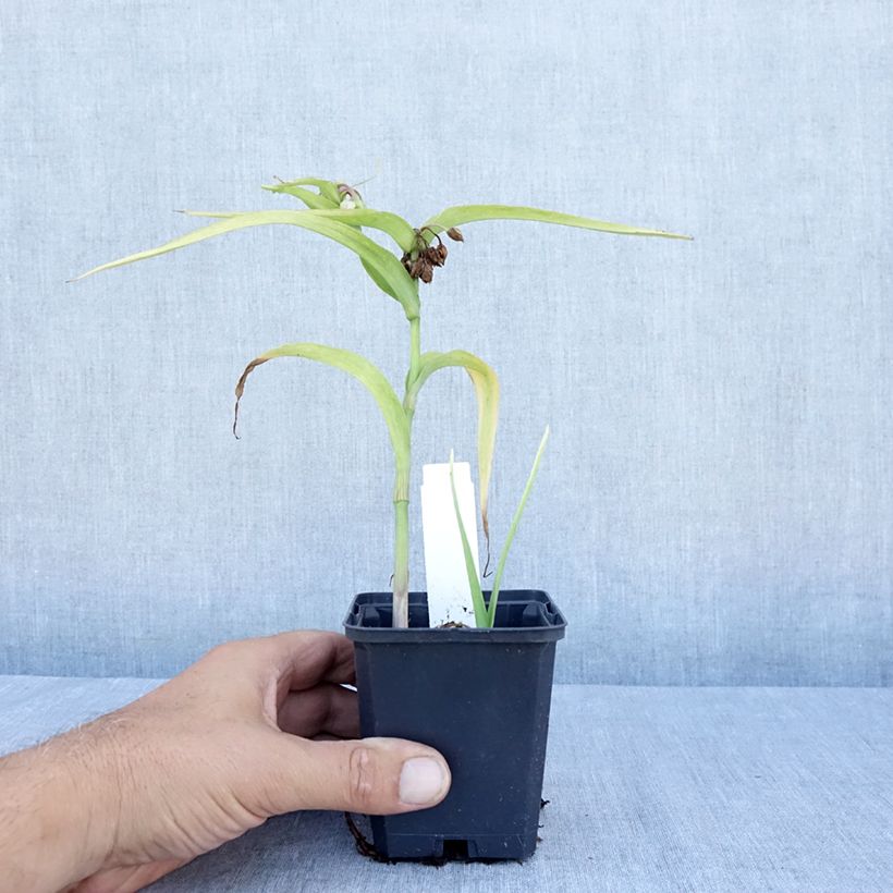 Esemplare di Tradescantia andersoniana Karminglut Vasetto da 8/9 cm consegnato in estate