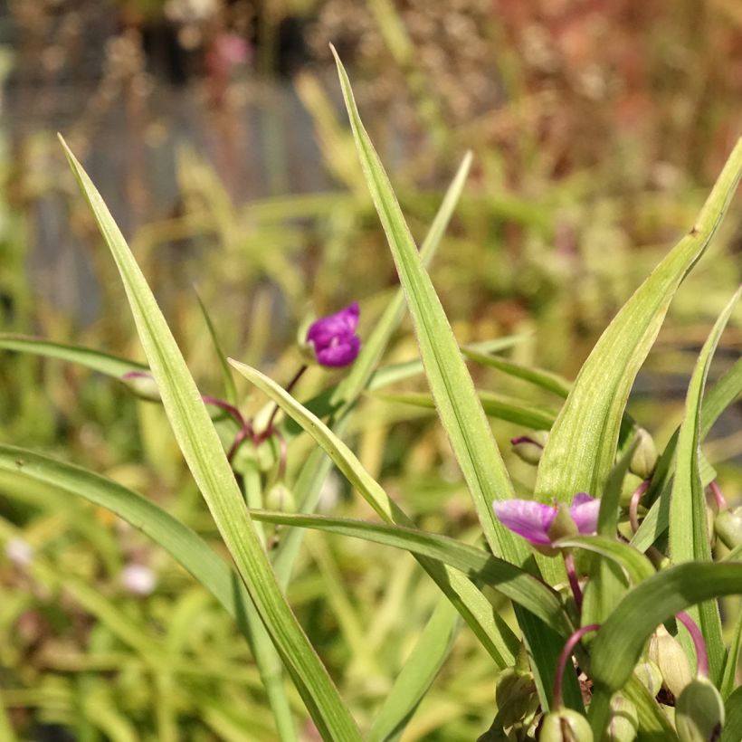 Tradescantia andersoniana Karminglut (Fogliame)