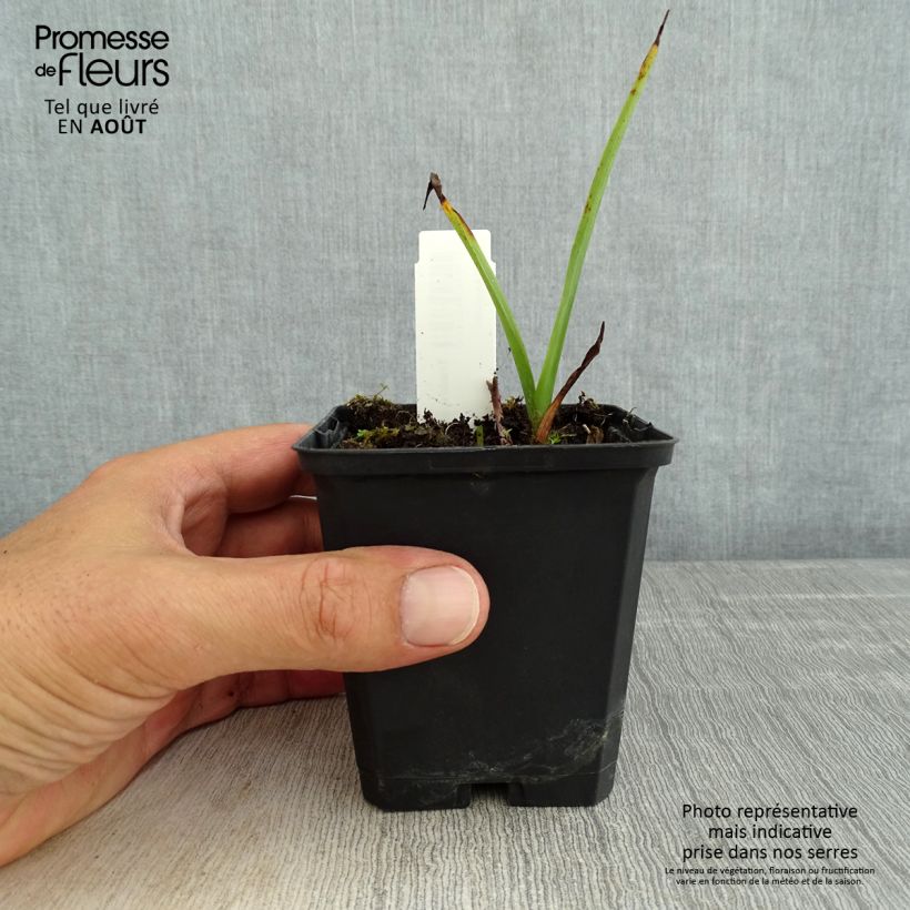 Esemplare di Tradescantia andersoniana Osprey Vasetto da 8/9 cm consegnato in estate