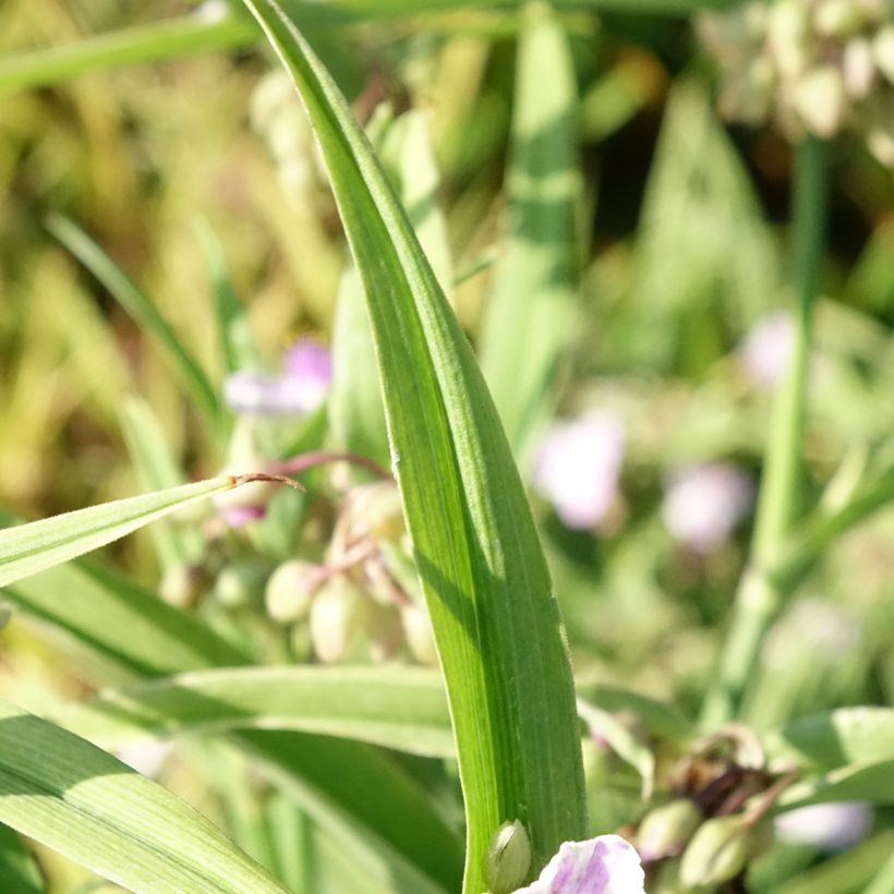 Tradescantia andersoniana Pink Chablis (Fogliame)