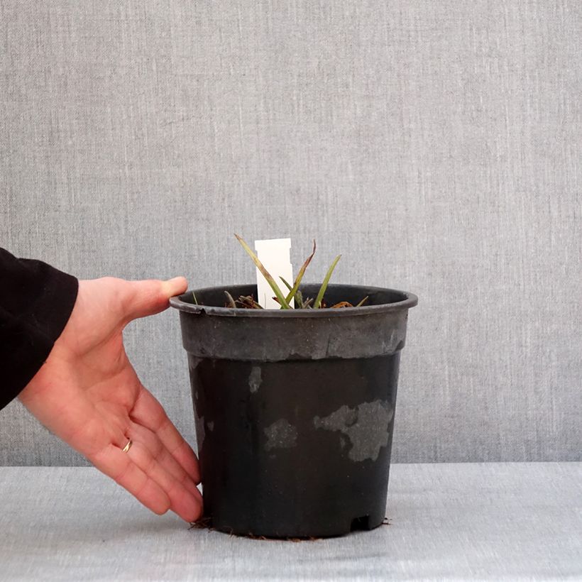 Tradescantia andersoniana Pink Chablis Vaso da 2L/3L esemplare consegnato in inverno