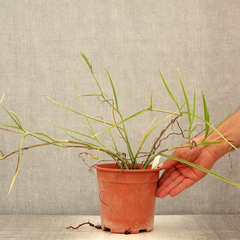 Esemplare di Tradescantia andersoniana Red Grape Vaso da 2L/3L consegnato in estate