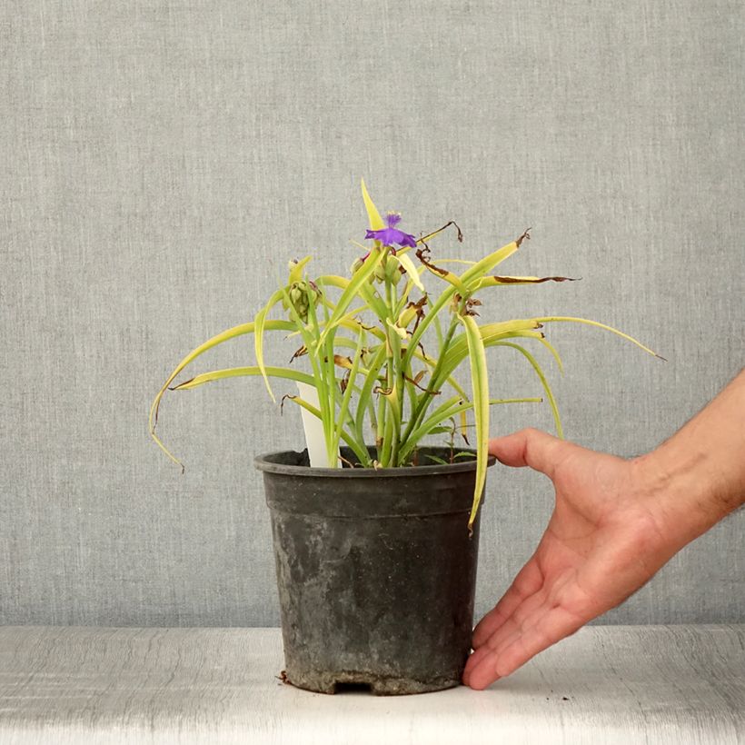 Esemplare di Tradescantia andersoniana Sweet Kate Vaso da 2L/3L consegnato in estate