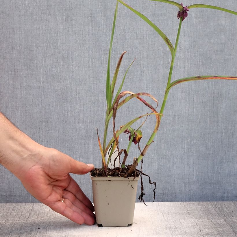 Esemplare di Tradescantia andersoniana Concord Grape Vasetto da 8/9 cm consegnato in estate