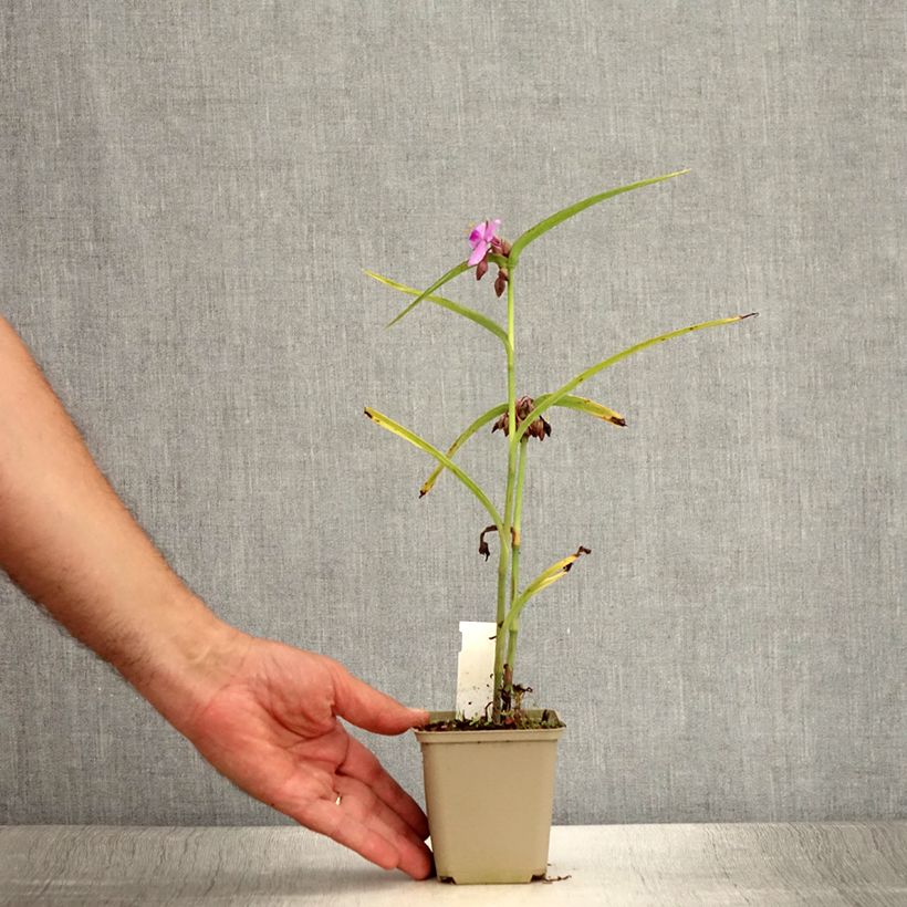 Esemplare di Tradescantia andersoniana Perrine's Pink Vasetto da 8/9 cm consegnato in estate