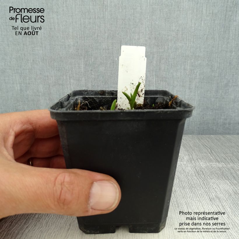 Esemplare di Tradescantia andersoniana Innocence Vasetto da 8/9 cm consegnato in estate