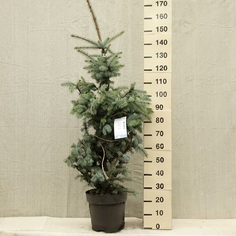 Esemplare di Picea pungens Edith Pezzo consegnato in estate