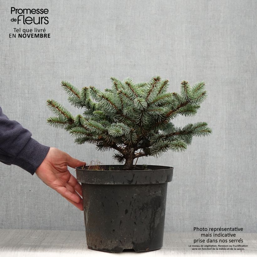 Esemplare di Picea pungens Glauca Globosa Vaso da 2L/3L come consegnato in autunno