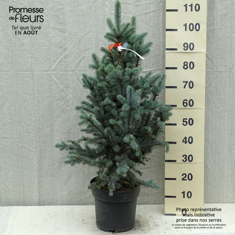 Esemplare di Picea pungens Iseli Fastigiate Pezzo consegnato in estate