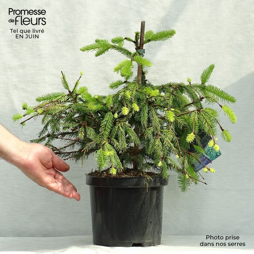 Esemplare di Picea abies Acrocona Vaso da 3L/4L consegnato in estate