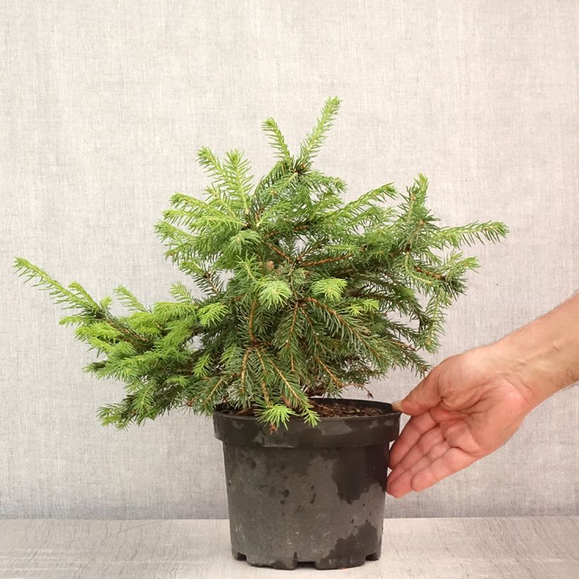 Esemplare di Picea abies Maxwellii Vaso da 2L/3L consegnato in estate