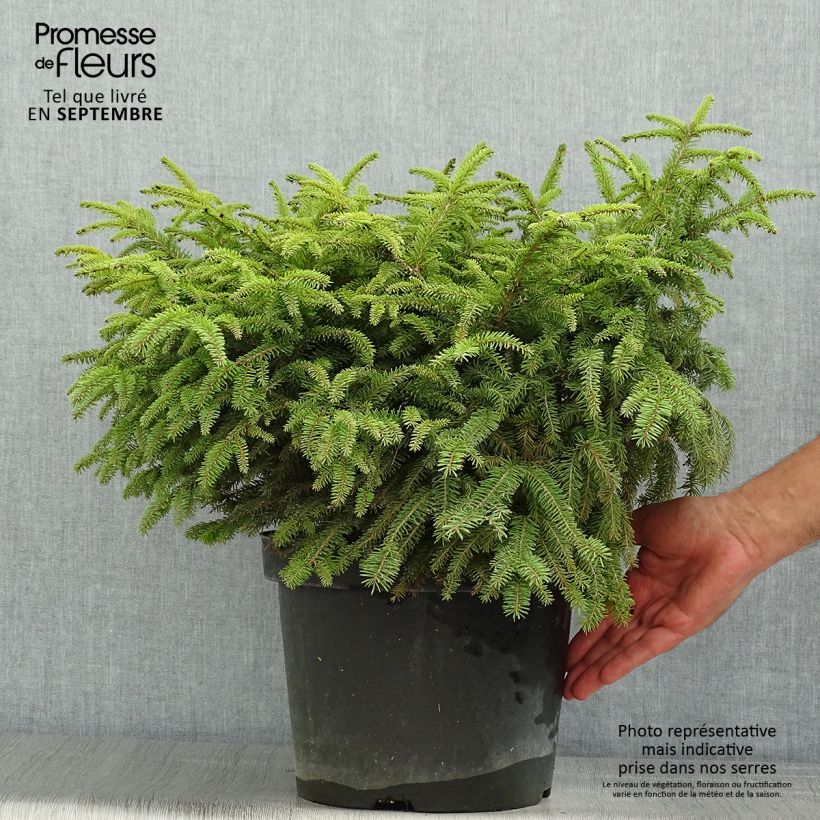 Esemplare di Picea abies Nidiformis - Abete nidiforme Vaso da 7,5L/10L consegnato in estate