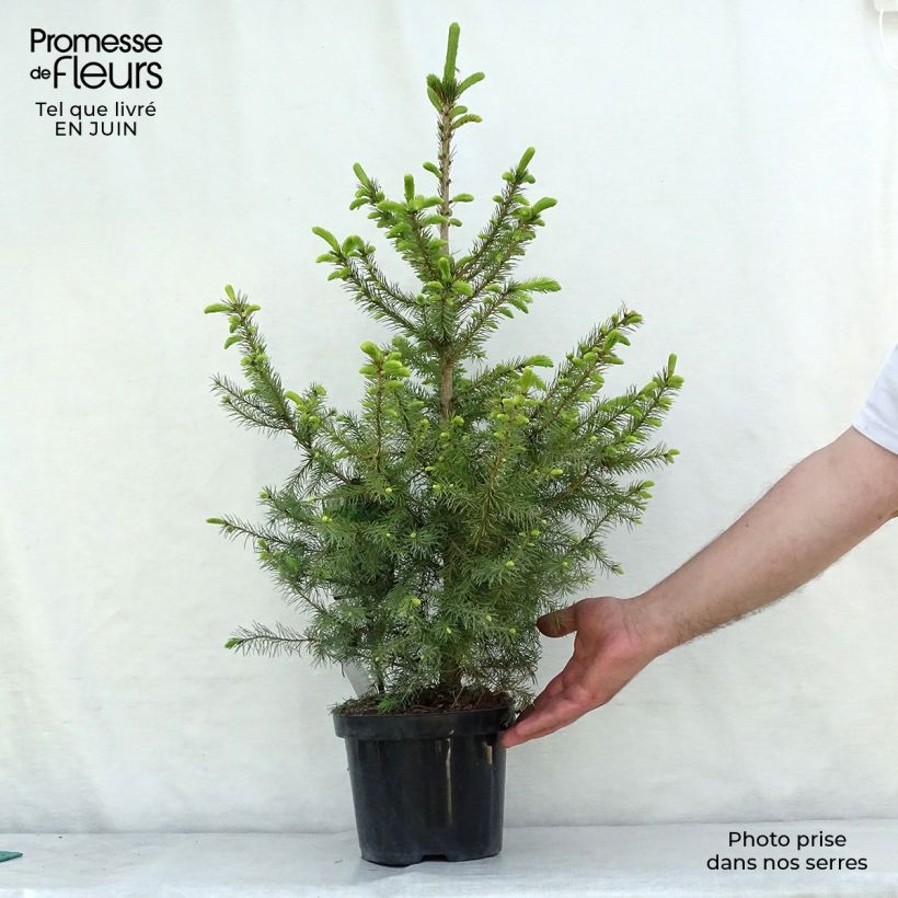 Esemplare di Picea omorika Nana Vaso da 2L/3L consegnato in estate