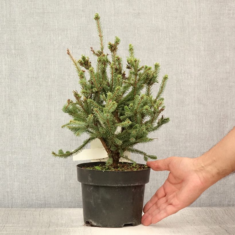 Esemplare di Picea sitchensis Nana Vaso da 2L/3L consegnato in estate