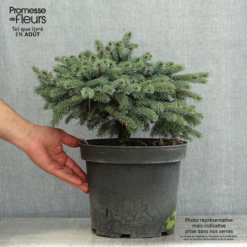 Esemplare di Picea mariana Machala Vaso da 4L/5L consegnato in estate