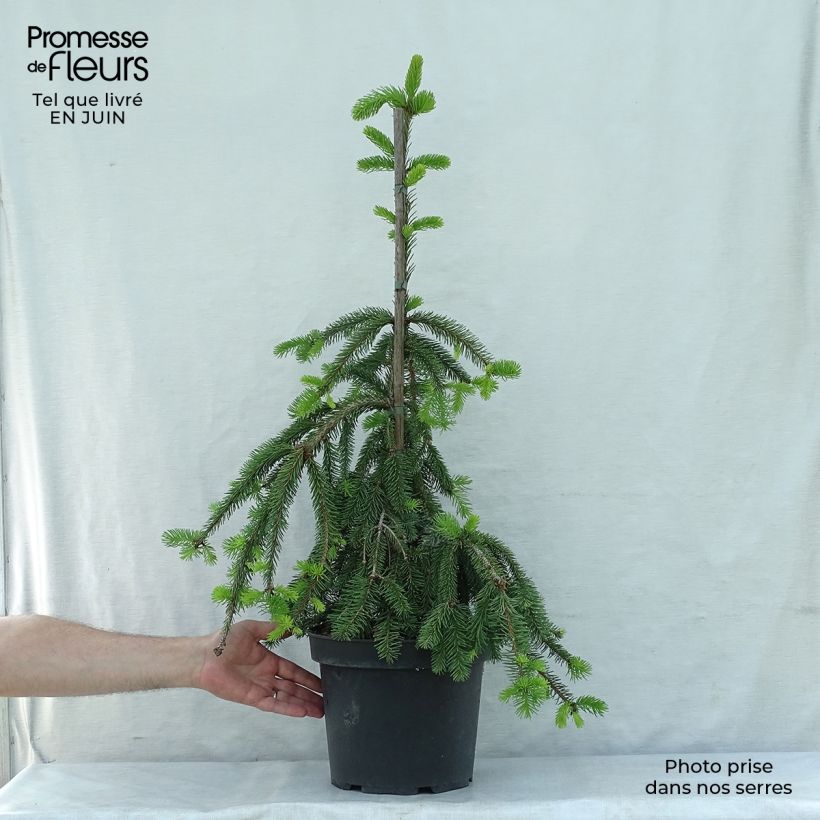 Esemplare di Picea abies Inversa Pezzo consegnato in estate