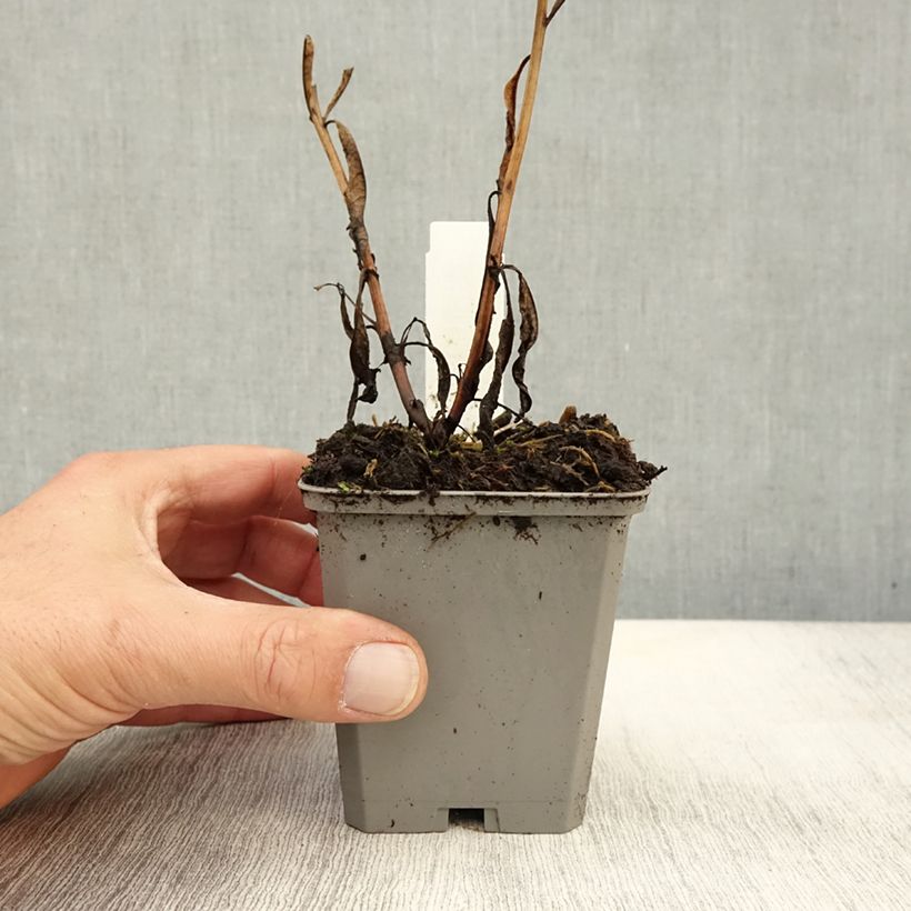 Esemplare di Epilobium angustifolium - Camenèrio Vasetto da 8/9 cm come consegnato in autunno