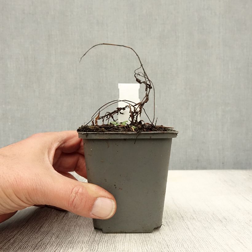 Esemplare di Epilobium angustifolium Stahl Rose - Camenèrio Vasetto da 8/9 cm come consegnato in autunno