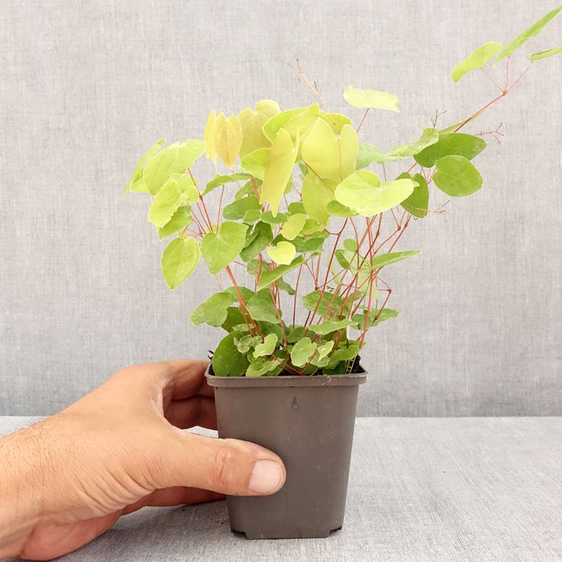 Esemplare di Epimedium elongatum Vasetto da 8/9 cm consegnato in estate