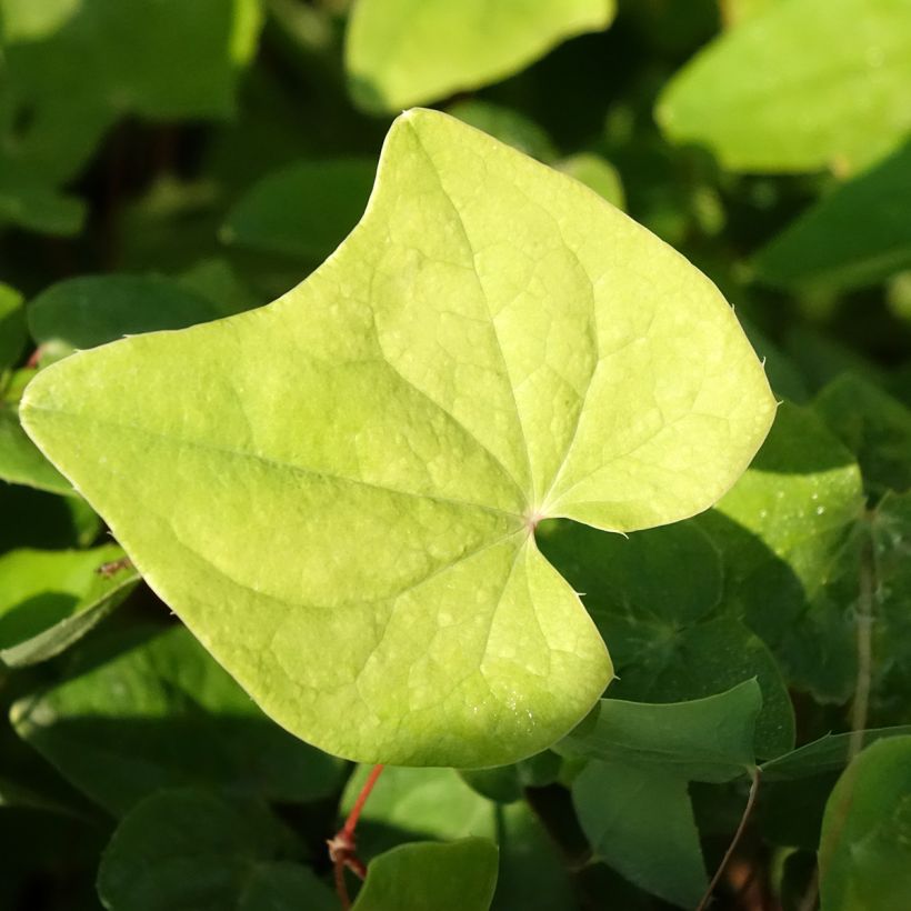Epimedium elongatum (Fogliame)