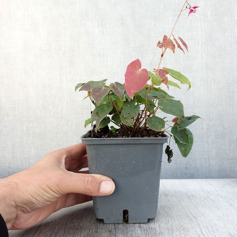 Esemplare di Epimedium grandiflorum Pretty in Pink Vaso da 1L/1,5L come consegnato in autunno