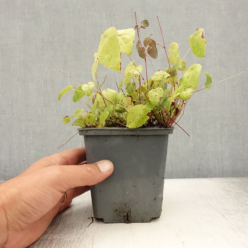 Esemplare di Epimedium platypetalum Sunny and Share Vaso da 1L/1,5L consegnato in estate