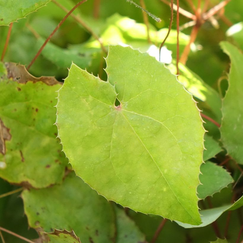 Epimedium platypetalum Sunny and Share (Fogliame)