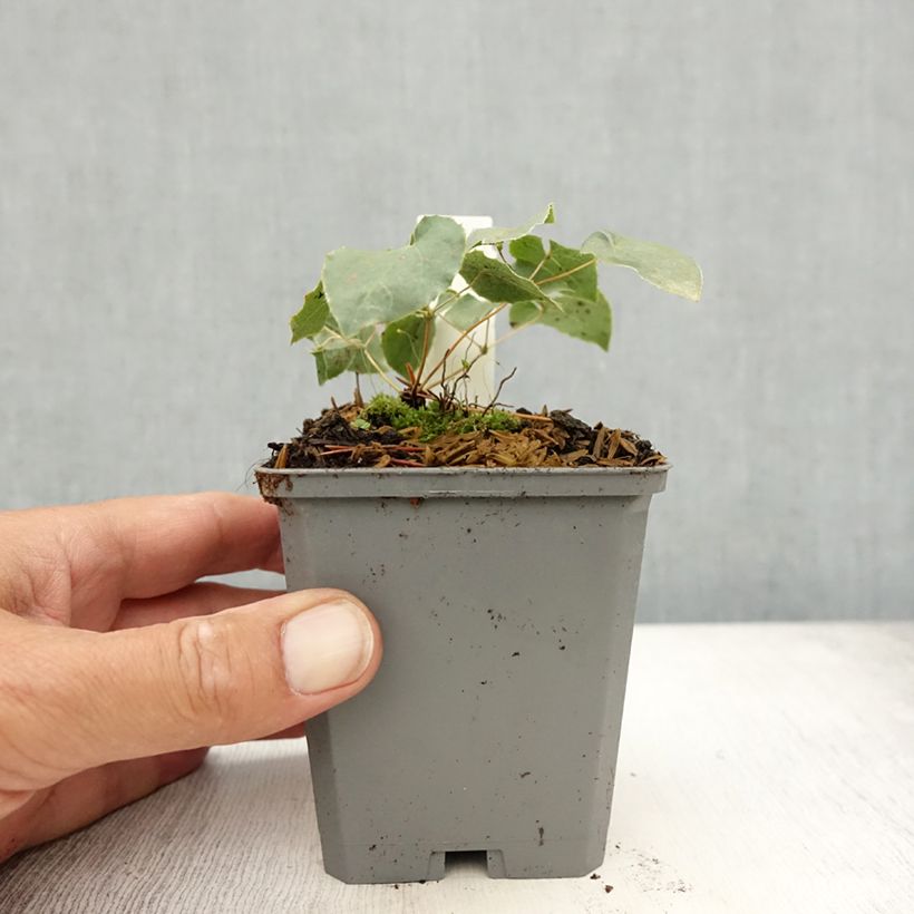 Esemplare di Epimedium perralchicum Fröhnleiten Vasetto da 8/9 cm consegnato in estate