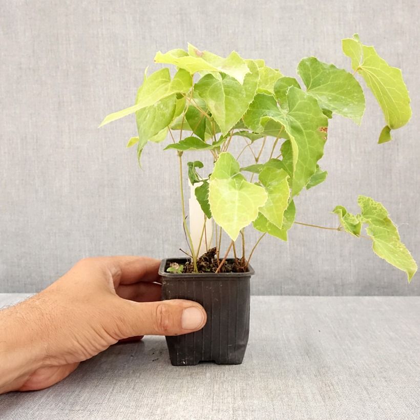 Esemplare di Epimedium perralderianum Vasetto da 8/9 cm consegnato in estate
