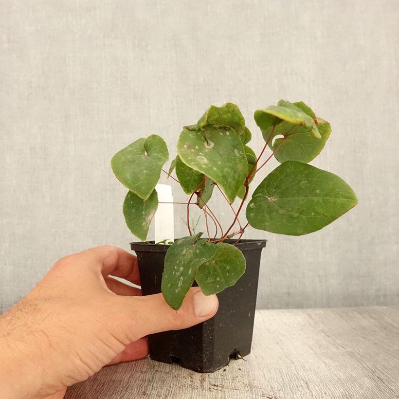 Esemplare di Epimedium pinnatum subsp. colchicum Black Sea Vasetto da 8/9 cm consegnato in estate
