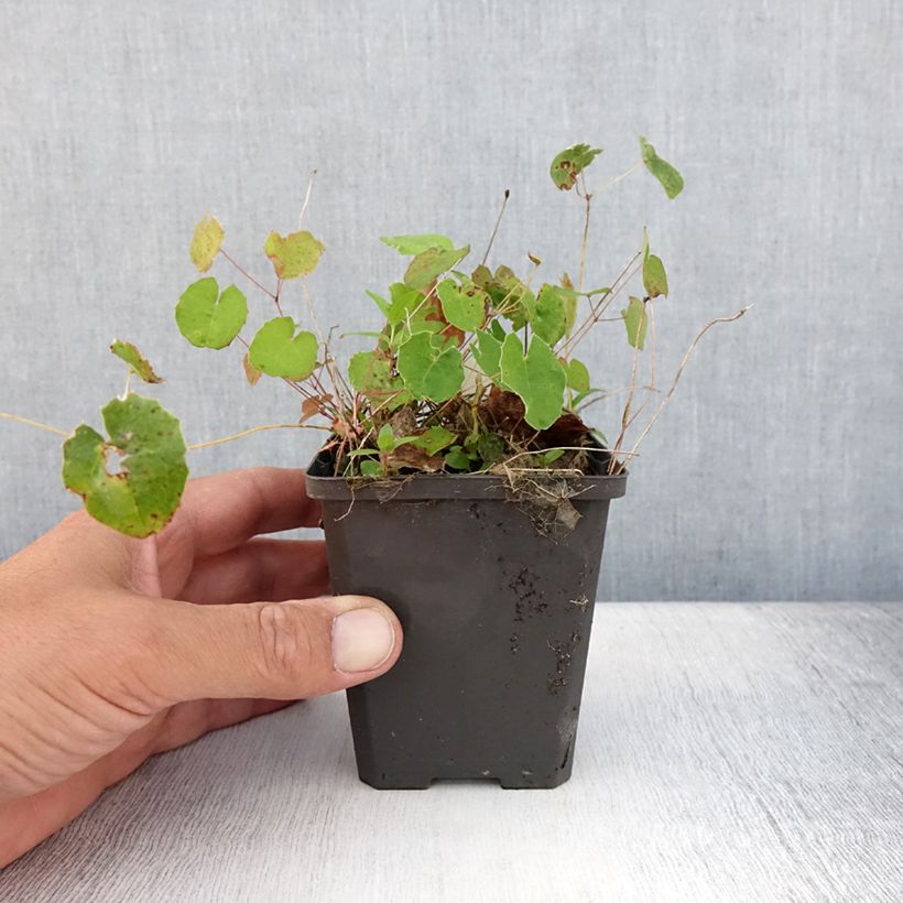 Esemplare di Epimedium platypetalum Vasetto da 8/9 cm consegnato in estate