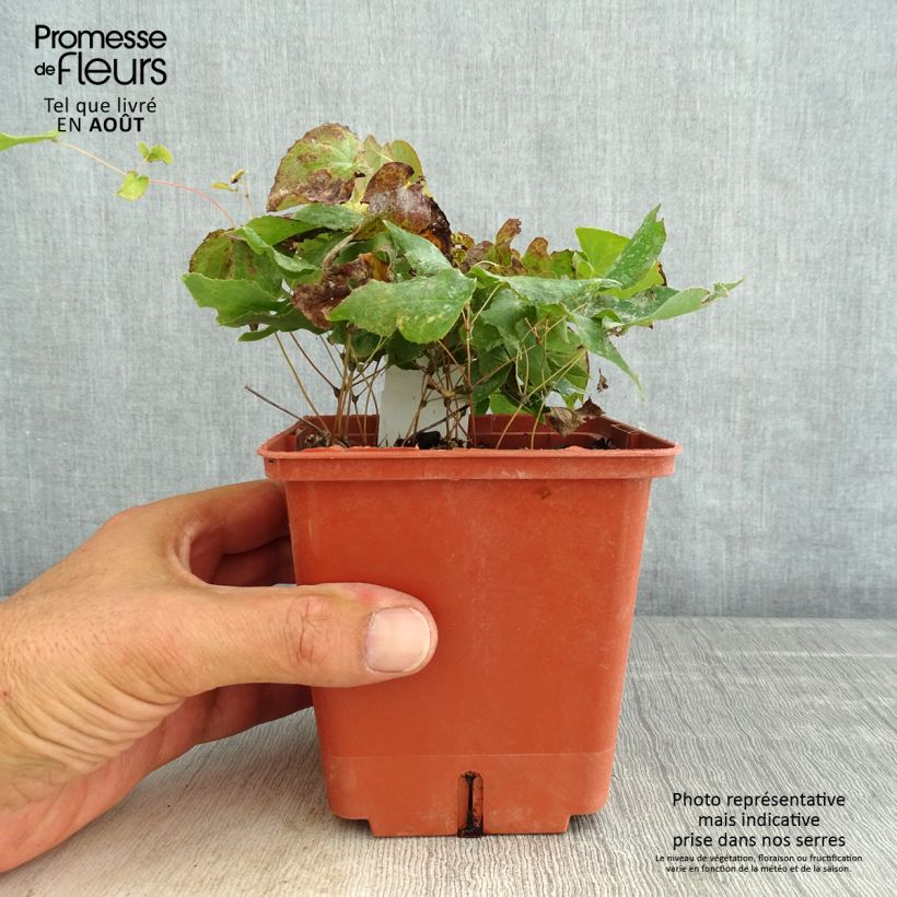 Esemplare di Epimedium rubrum Galadriel Vaso da 1L/1,5L consegnato in estate