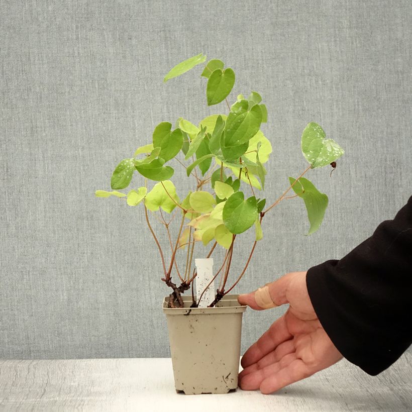Esemplare di Epimedium warleyense Vasetto da 8/9 cm consegnato in estate