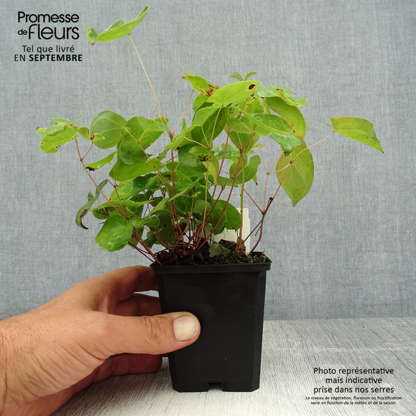 Esemplare di Epimedium versicolor Sulphureum Vasetto da 7/8 cm consegnato in estate