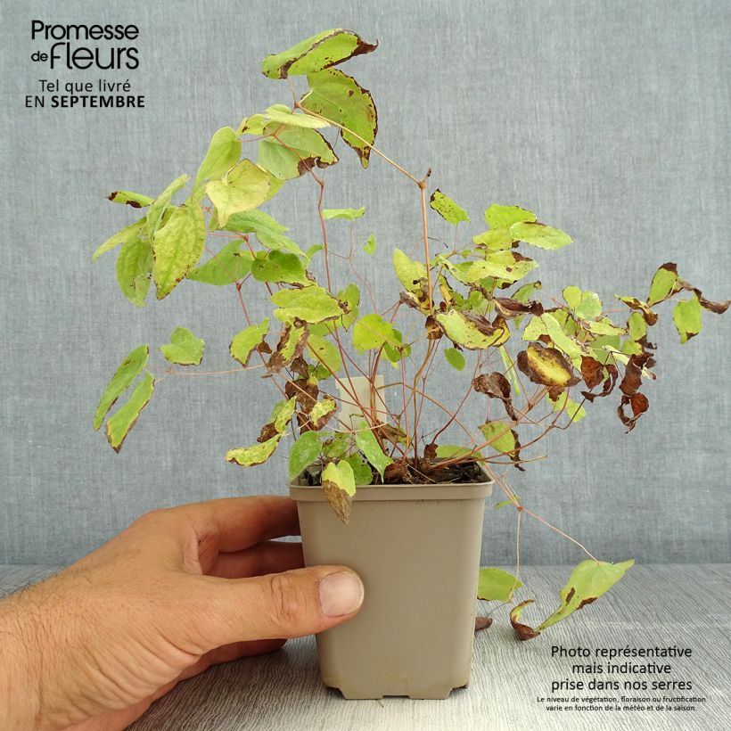 Esemplare di Epimedium youngianum Merlin Vasetto da 8/9 cm consegnato in estate