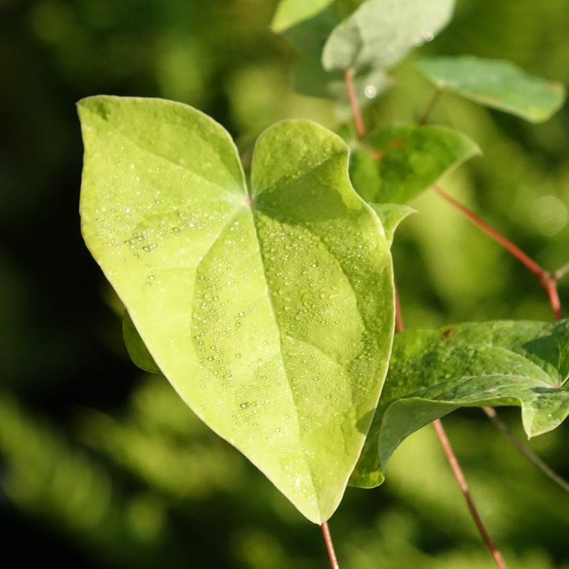 Epimedium youngianum Merlin (Fogliame)