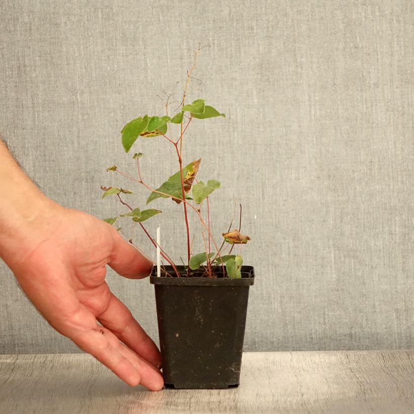 Esemplare di Epimedium youngianum Niveum Vasetto da 8/9 cm consegnato in estate
