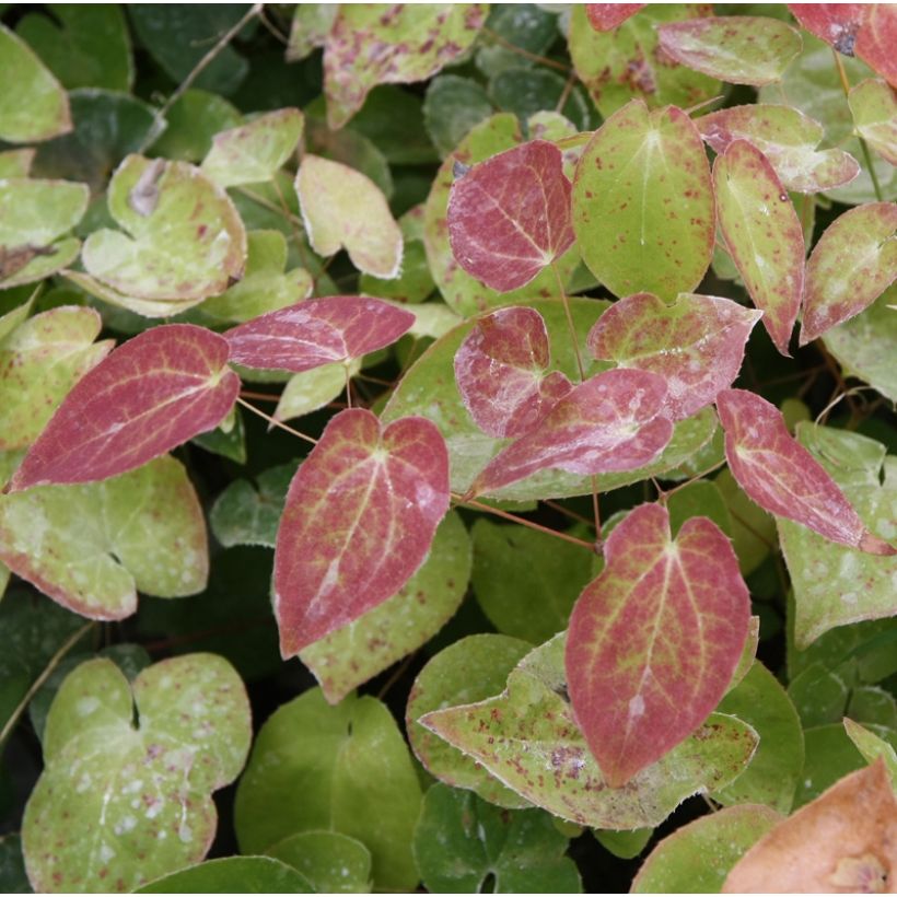 Epimedium pinnatum subsp. colchicum (Fogliame)