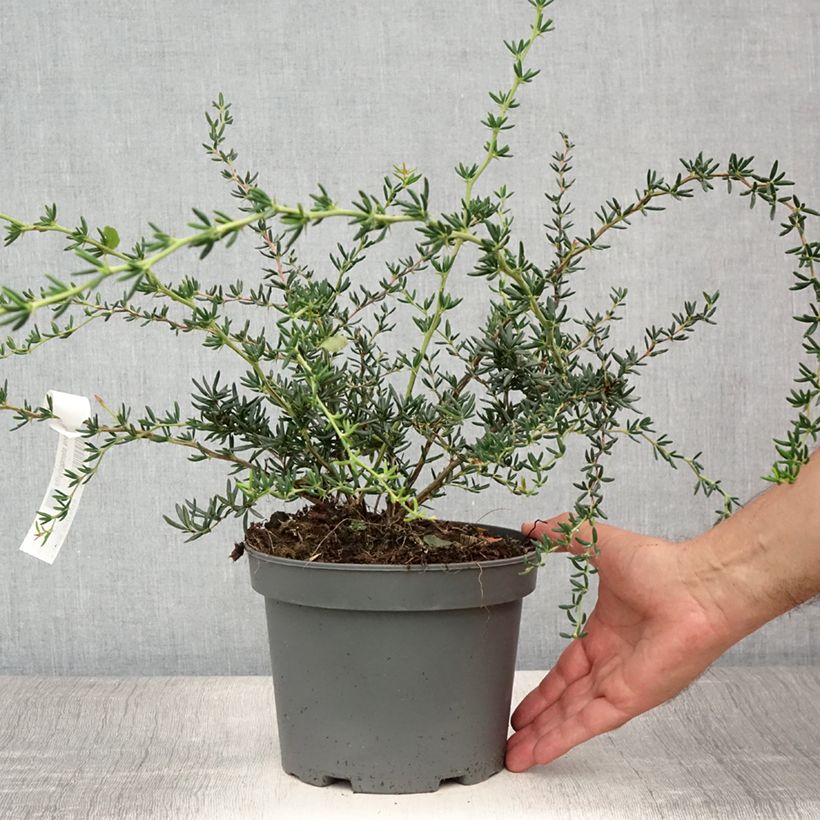 Esemplare di Berberis stenophylla - Crespino Vaso da 2L/3L consegnato in estate