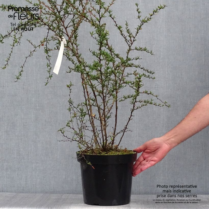 Esemplare di Berberis stenophylla - Crespino Vaso da 7,5L/10L consegnato in estate