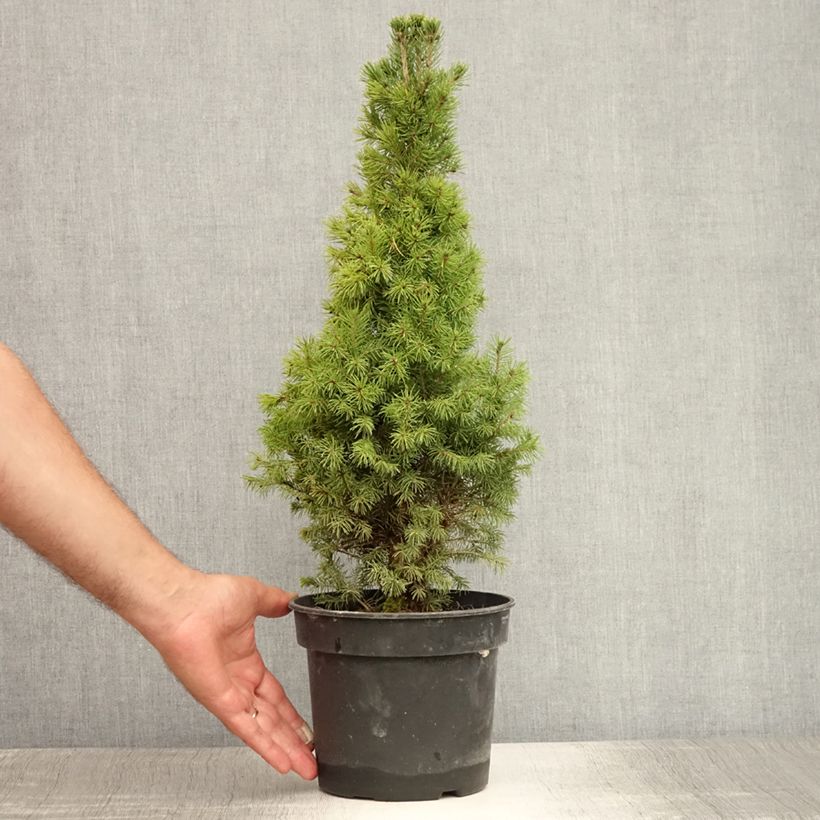 Esemplare di Picea glauca Conica Vaso da 2L/3L consegnato in estate